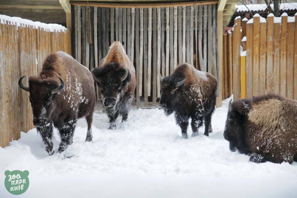 كيف ابتهجت حيوانات حديقة حيوان كييف في الثلج5