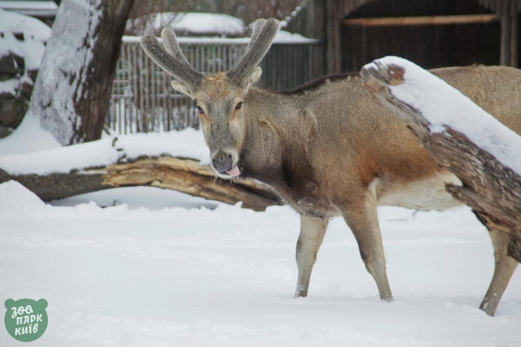 كيف ابتهجت حيوانات حديقة حيوان كييف في الثلج6