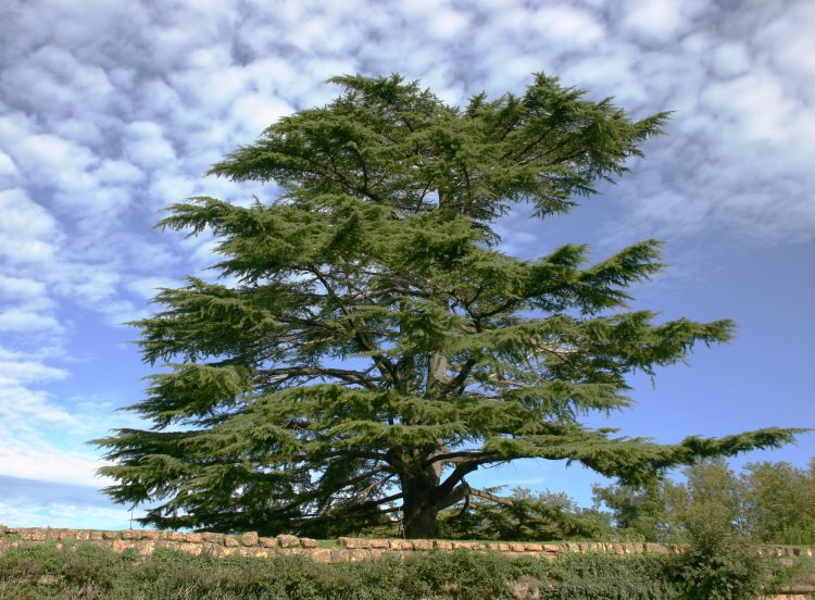 زراعة الاشجار باسماء زعماء لبنان للقضاء على الطائفية