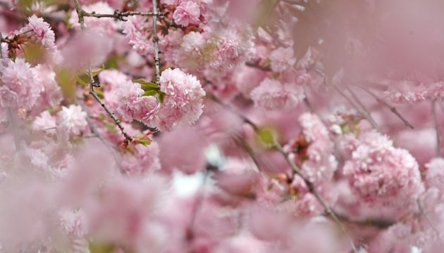 ازهار الساكورا تعلن عن انطلاق موسم الربيع رسميًا في العاصمة اليابانية
