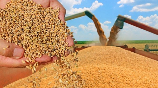 اوكرانيا تصدير أكثر من 14.5 مليون طن من الذرة إلى الخارج