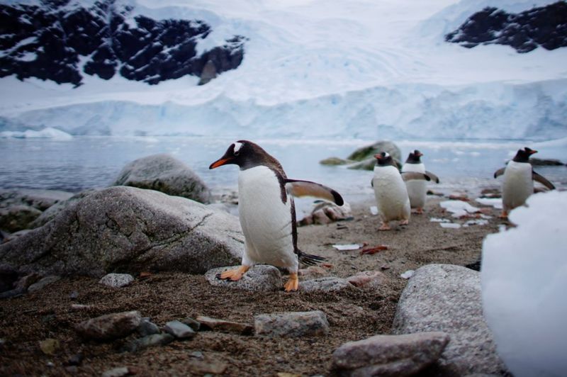 طيور البطريق والجمال الجليدي للقارة القطبية الجنوبية