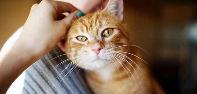 لعشاق القطط ما عليك معرفتة عن داء البرتونيلات (مرض خدش القط)