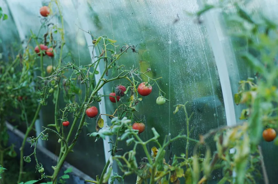 للمبتدئين حقائق يجب معرفتها حول زراعة الطماطم