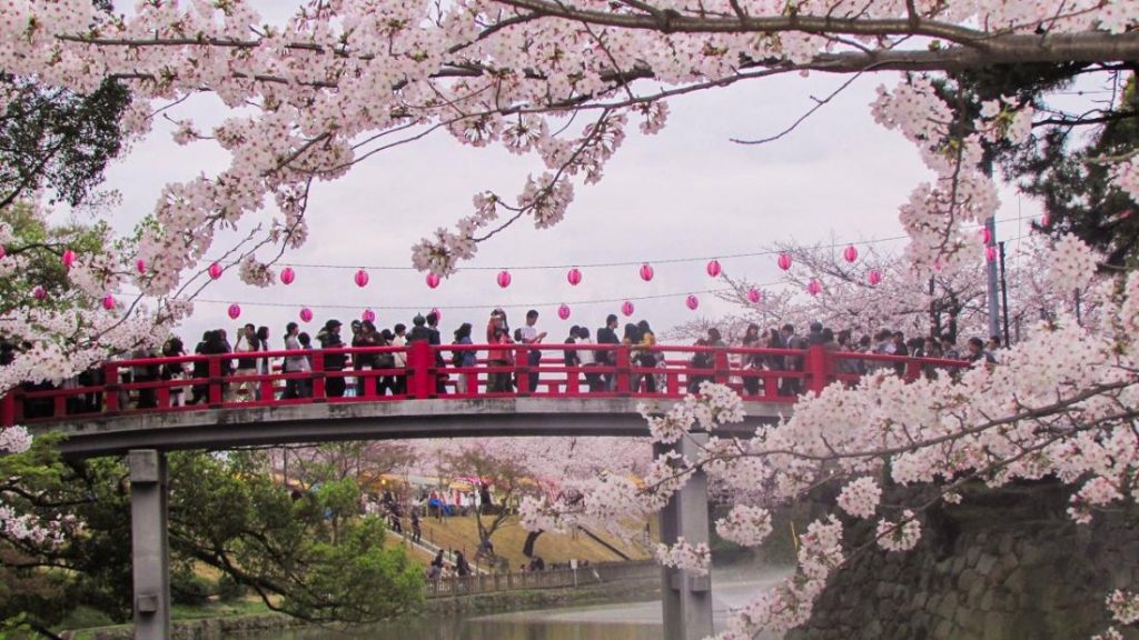 مهرجانات أزهار الكرز في اليابان