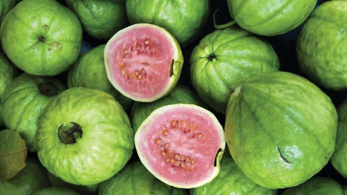 نبات الجوافة