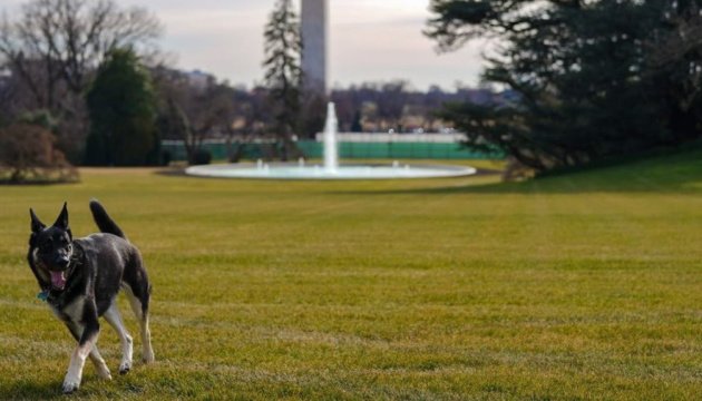 كلب الرئيس الأمريكي جو بايدن ، الملقب بالميجور