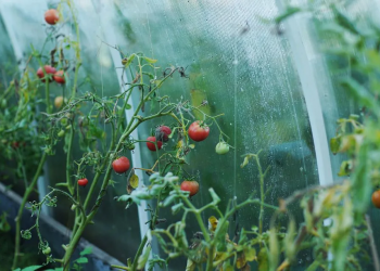 للمبتدئين حقائق يجب معرفتها حول زراعة الطماطم