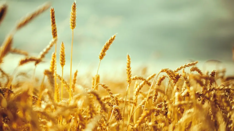 نمو في مخزون القمح في أوكرانيا بنسبة 10٪