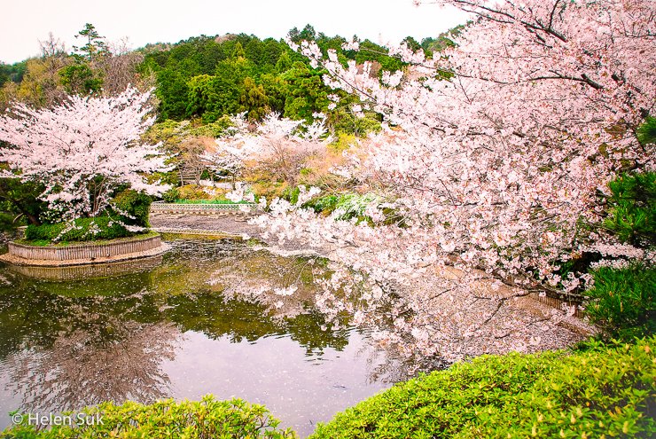 الحياة والموت والتجديد من المعاني العميقة في أزهار الكرز في اليابان