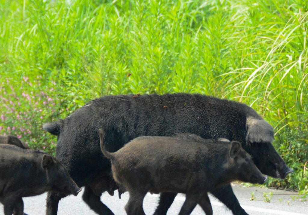 الخنازير البرية المشعة تدور حول بافاريا