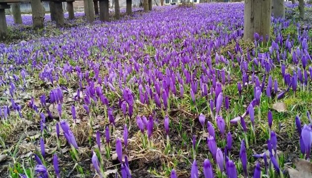 بشائر الربيع تهل من تفتح الزعفران في كولوتشافا