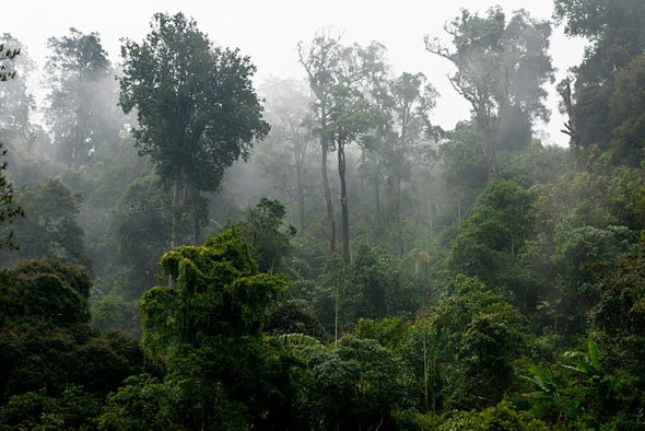 شركات عالمية و أمريكا والمملكة المتحدة والنرويج يتعاونون لإنقاذ الغابات الاستوائية المطيرة