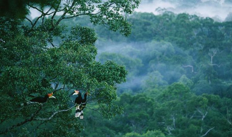 شرطة البيئة في البرازيل تخوض معركة من أجل غابات الأمازون المطيرة