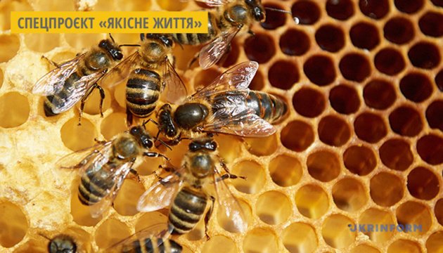صناعة العسل في لوهانسك