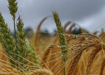 أوكرانيا تسعى لتحطيم رقم قياسي تاريخي في محصول الحبوب لهذا العام