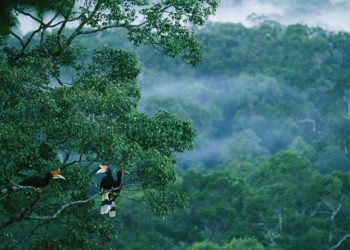 شرطة البيئة في البرازيل تخوض معركة من أجل غابات الأمازون المطيرة