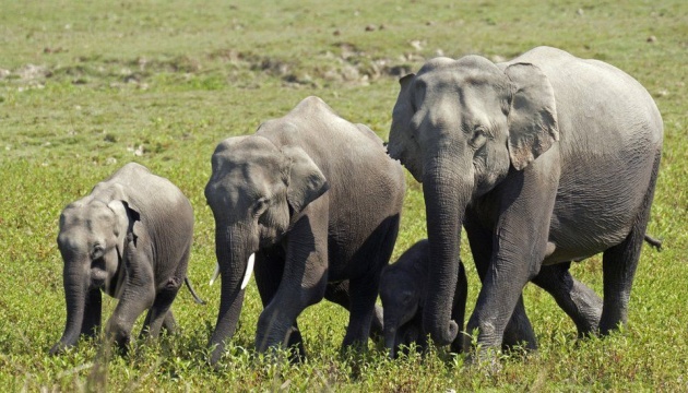 مقتل 24 فيلا في الهند