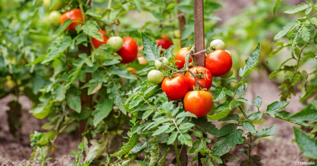 من أجل حصاد جيد من الطماطم عليك بتجهيز التربة أولا