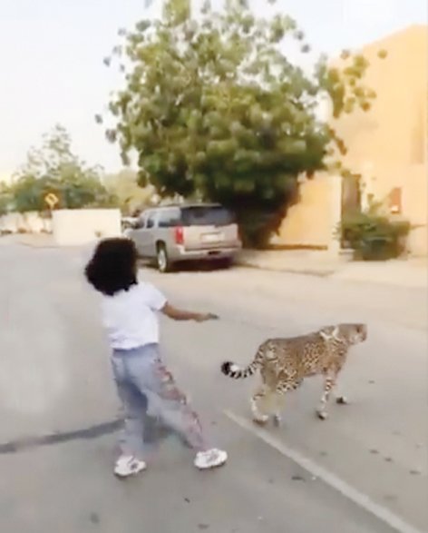 نداء البرية مكلف حيث تستهدف المملكة العربية السعودية الحيوانات الأليفة الغريبة