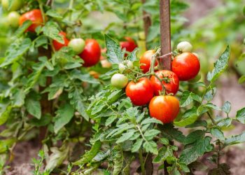 من أجل حصاد جيد من الطماطم عليك بتجهيز التربة أولا