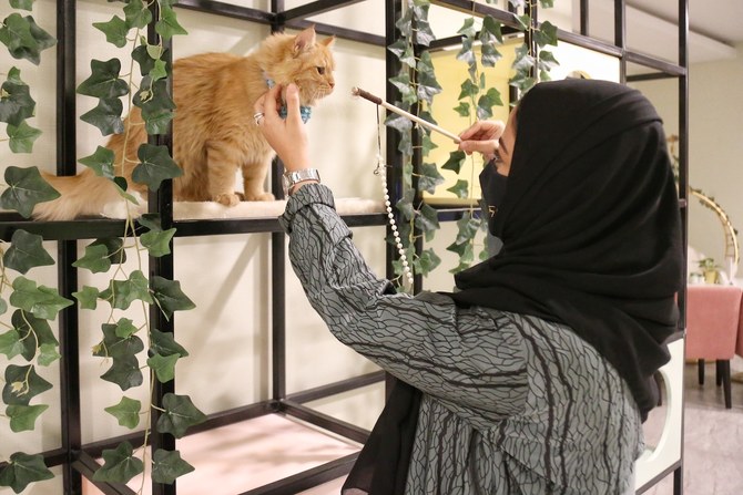 الكفوف للفكر داخل أول مقهى للقطط في الرياض بوابة اوكرانيا