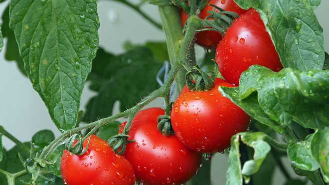 طماطم تزن نصف كيلوغرام: نمت خضروات مذهلة في أذربيجان