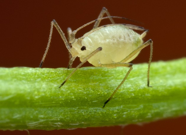 كيفية محاربة حشرات المن بدون "كيمياء" - العلاجات الشعبية الفعالة
