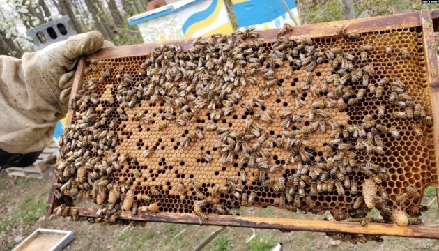 الأوكرانيون يطورون تربية النحل في الولايات المتحدة