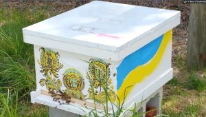 الأوكرانيون يطورون تربية النحل في الولايات المتحدة