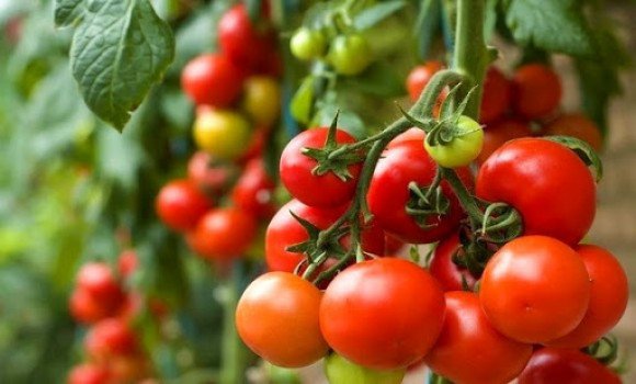 كيفية مساعدة شجيرات الطماطم على تحمل حرارة الصيف المرهقة في دفيئة وأرض مفتوحة