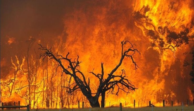 حرائق الغابات تنتشر في الجزائر الآن وموت أربعة أشخاص