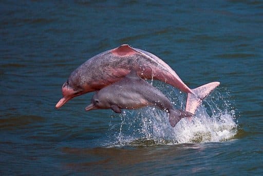 دلفين نهر الأمازون الوردي