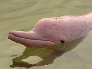دلفين نهر الأمازون الوردي