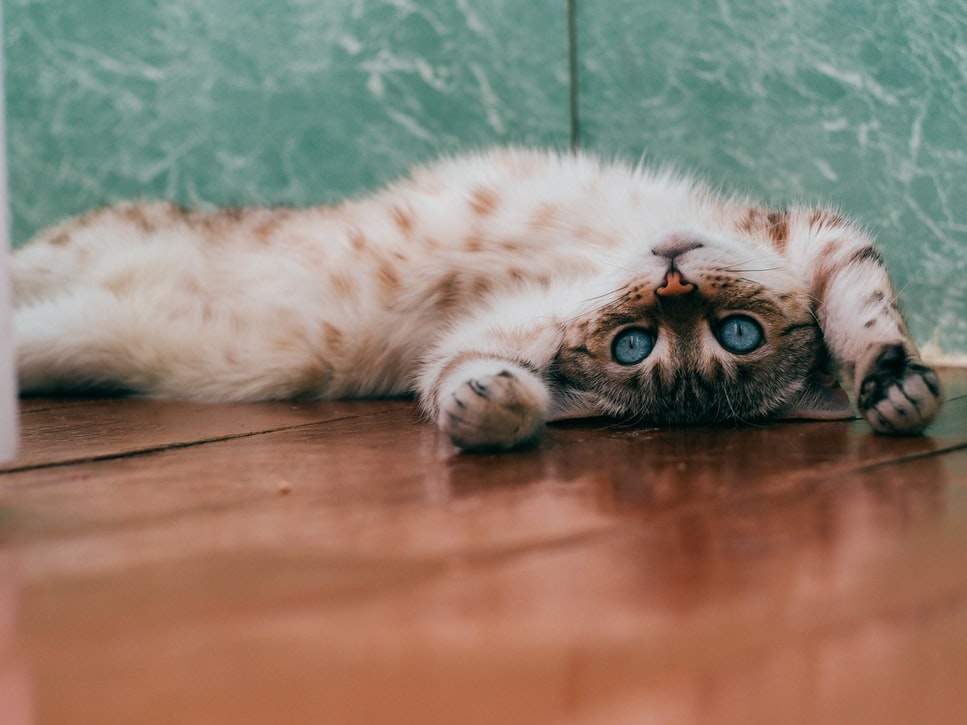 لماذا تقوم القطط بخدش الأرضية حول الوعاء وإلقاء الطعام خارجه