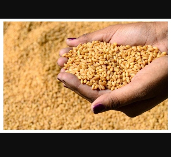 مؤسسة الحبوب السعودية: هيئة الجمارك تلغي رسم حماية على القمح 