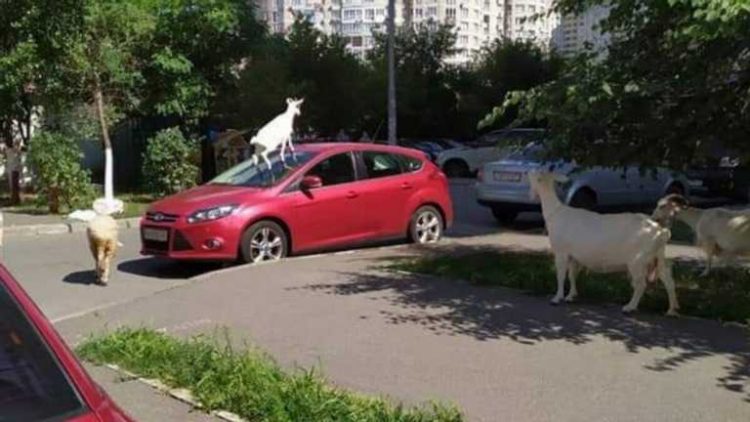 في كييف، صعدت ماعز بوقاحة إلى سيارة