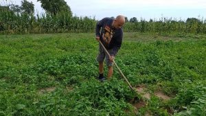 مواطن أوكراني يزرع 1.5 طن من البطيخ في حديقته