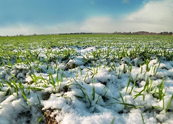 ما هو الوضع الحالي للمحاصيل الشتوية