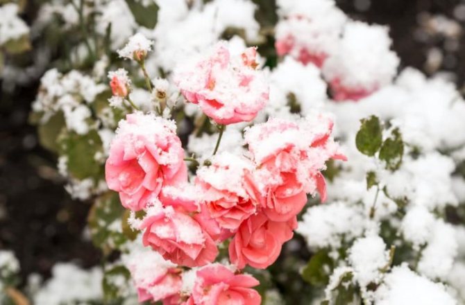 اللازمة لمنع الورود من التجمد في الشتاء