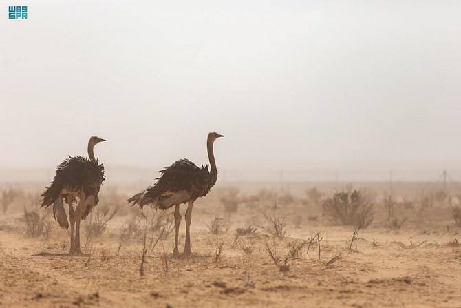 السعودية تطلق الأنواع البرية المحتجزة لإعادة التوازن البيئي
