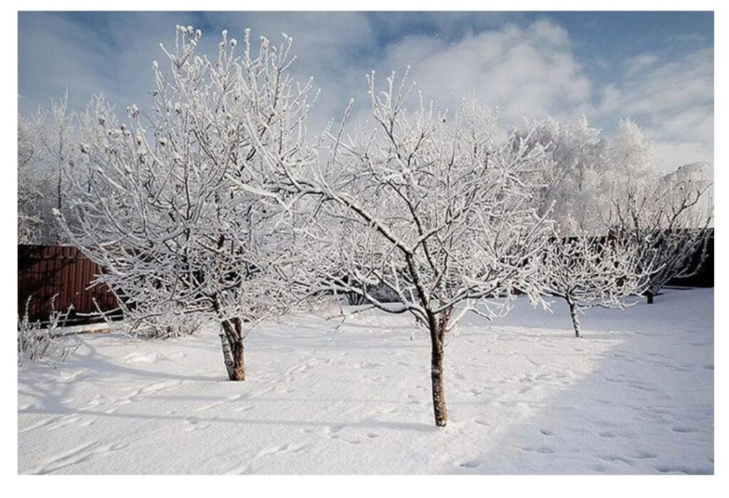 هل من الممكن تقليم أشجار التفاح في الشتاء