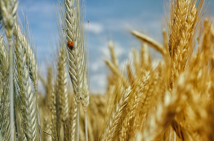 الارتفاع غير المسبوق لأسعار الحبوب ينذر بمجاعة عالمية
