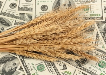 انخفاض اسعار القمح استجابة لتوجهات السوق