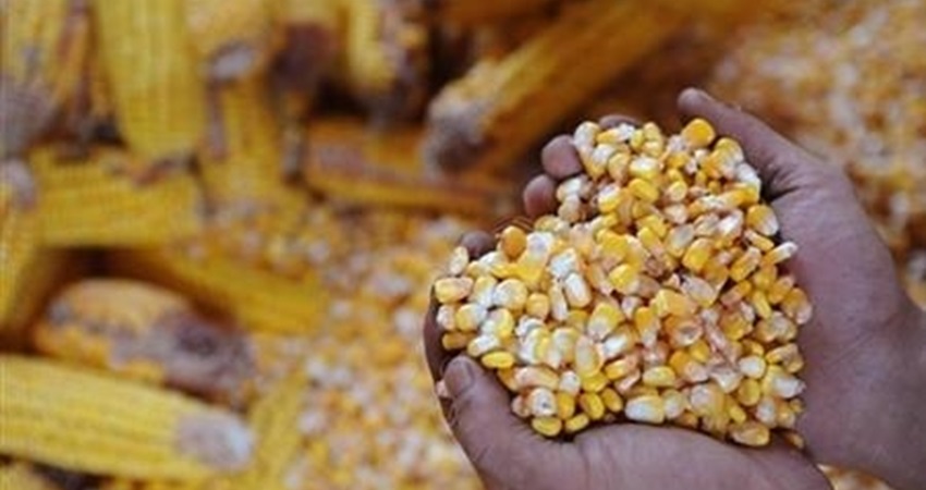 تزويد مزارعي لفيف بشحنة إنسانية من الذرة