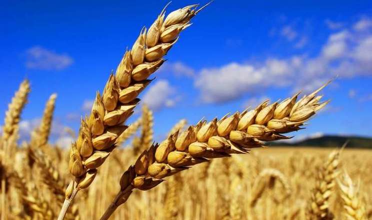 حصاد الحبوب في أوكرانيا قد يكون 20٪ أقل من العام الماضي المخابرات البريطانية