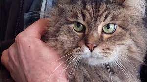 الرفق بالحيوان في زمن الحرب... انقاذ 70 قطة في خاركيف