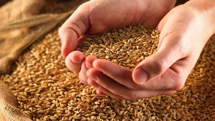 مؤشرات انتاج واسعار القمح في الاسواق العالمية