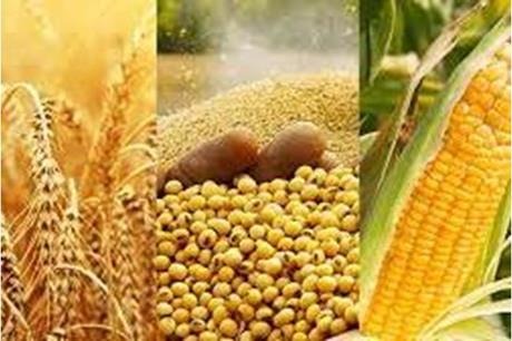 ارتفاع اسعار الذرة والقمح