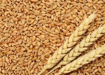 استمرار تراجع اسعار القمح الاوكراني